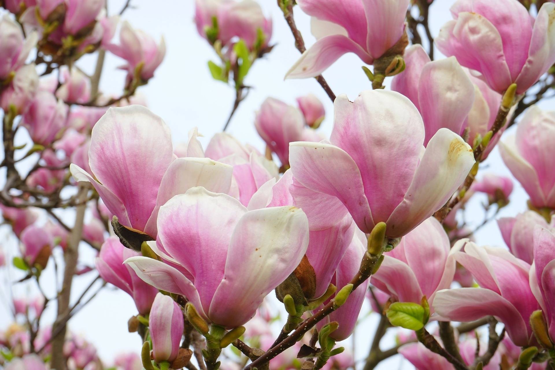 beverboom-boomvorm-magnolia-soulangeana-bestellen-bezorgen