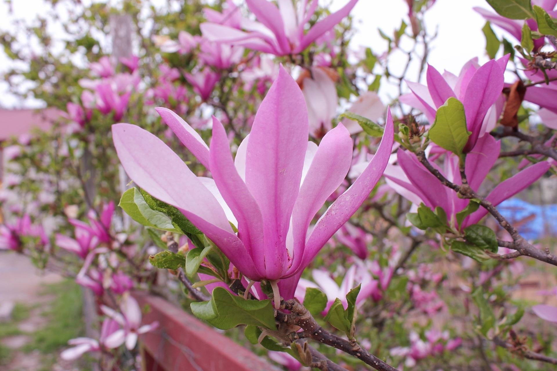 beverboom-magnolia-betty-bestellen-bezorgen