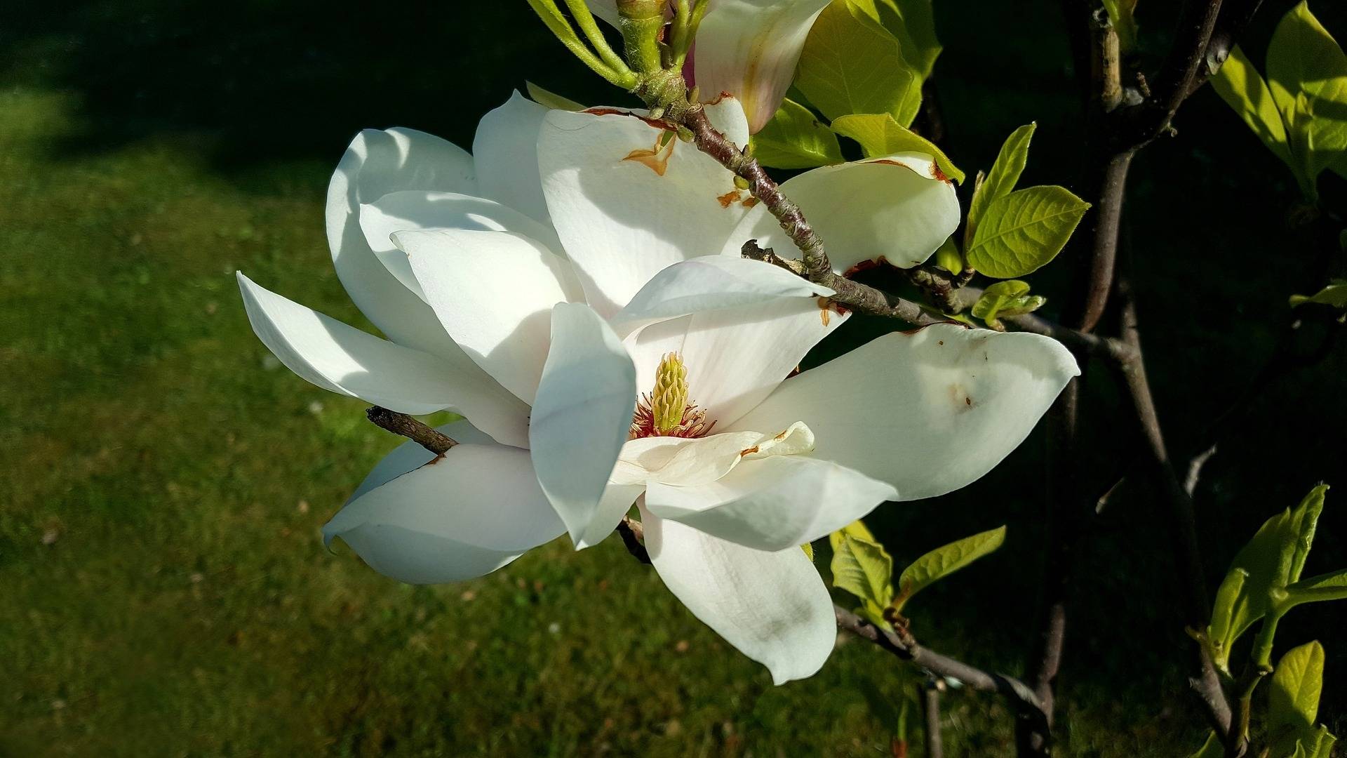beverboom-magnolia-brooklynensis-elizabeth-bestellen-bezorgen