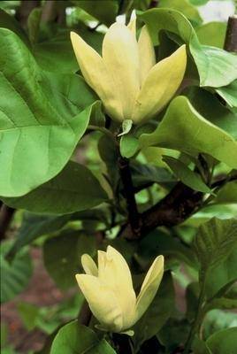 beverboom-magnolia-brooklynensis-yellow-bird-bestellen-bezorgen