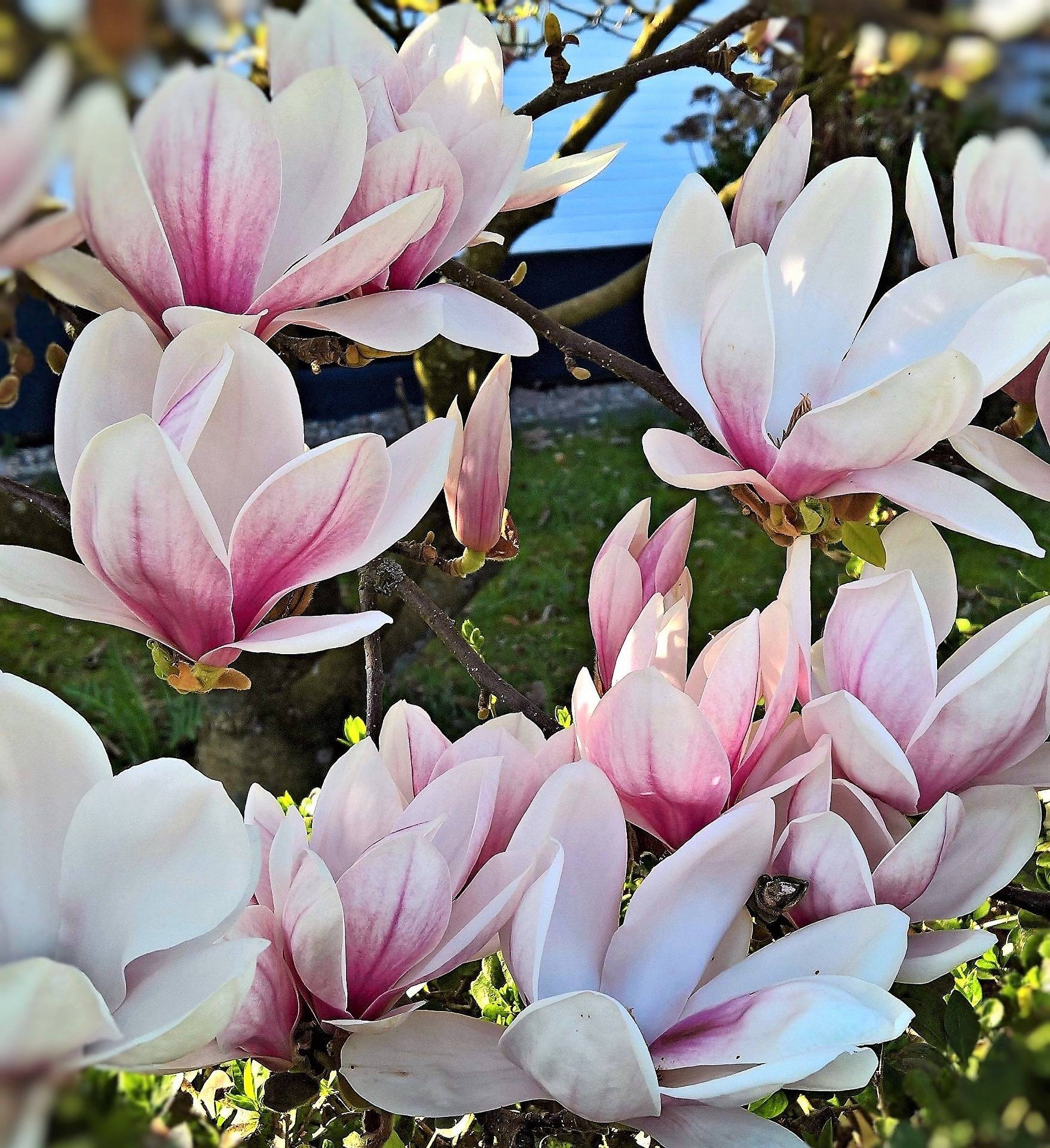 beverboom-magnolia-denudata-fragrant-cloud-bestellen-bezorgen