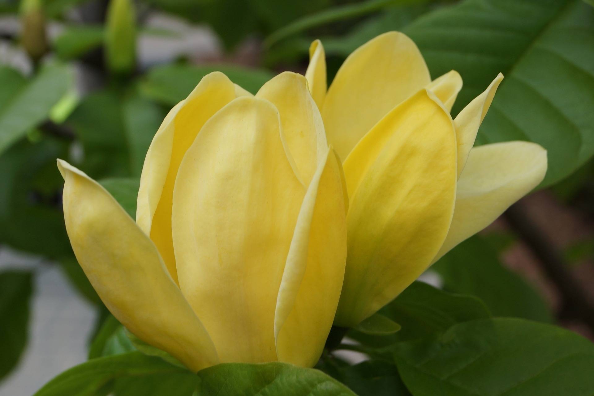 beverboom-magnolia-goldstar-bestellen-bezorgen