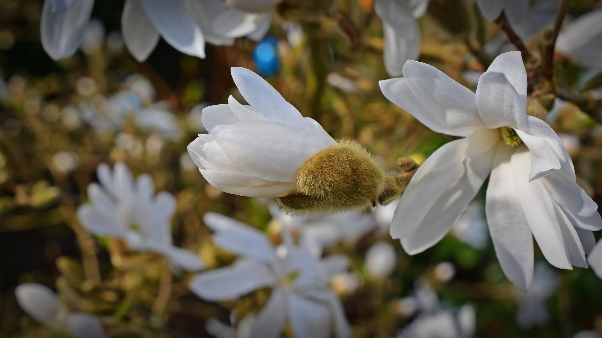 beverboom-magnolia-loebneri-snowdrift-bestellen-bezorgen