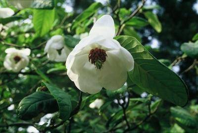 beverboom-magnolia-sieboldii-bestellen-bezorgen