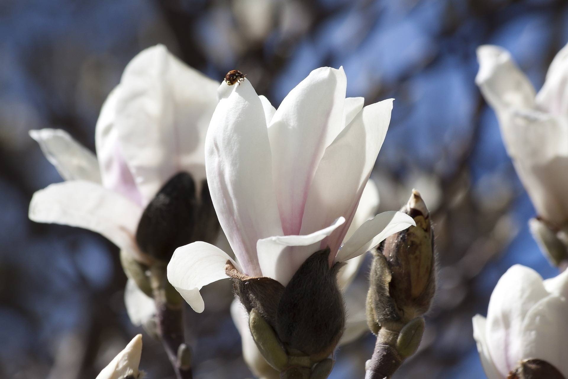 beverboom-magnolia-soulangeana-alba-superba-bestellen-bezorgen