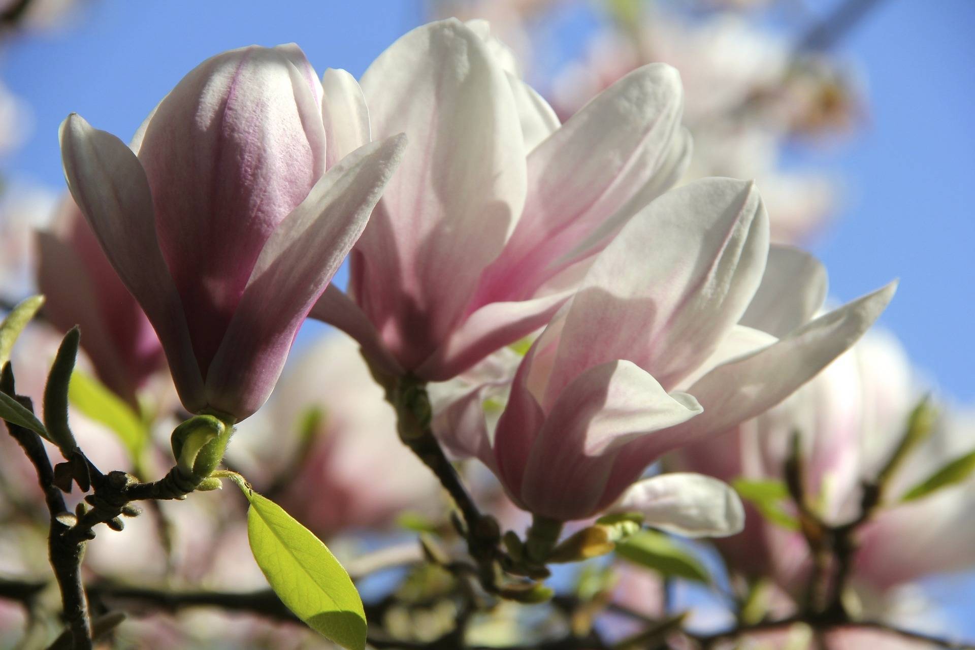 beverboom-struikvorm-magnolia-heaven-scent-bestellen-bezorgen