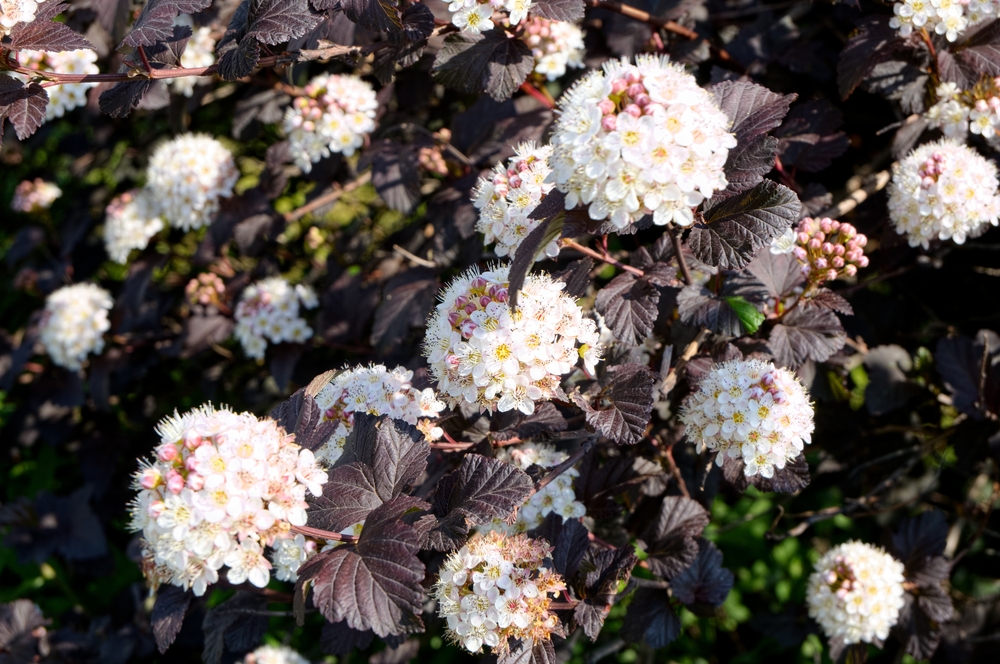 blaasspirea-op-stam-physocarpus-opulifolius-diabolo-bestellen-bezorgen