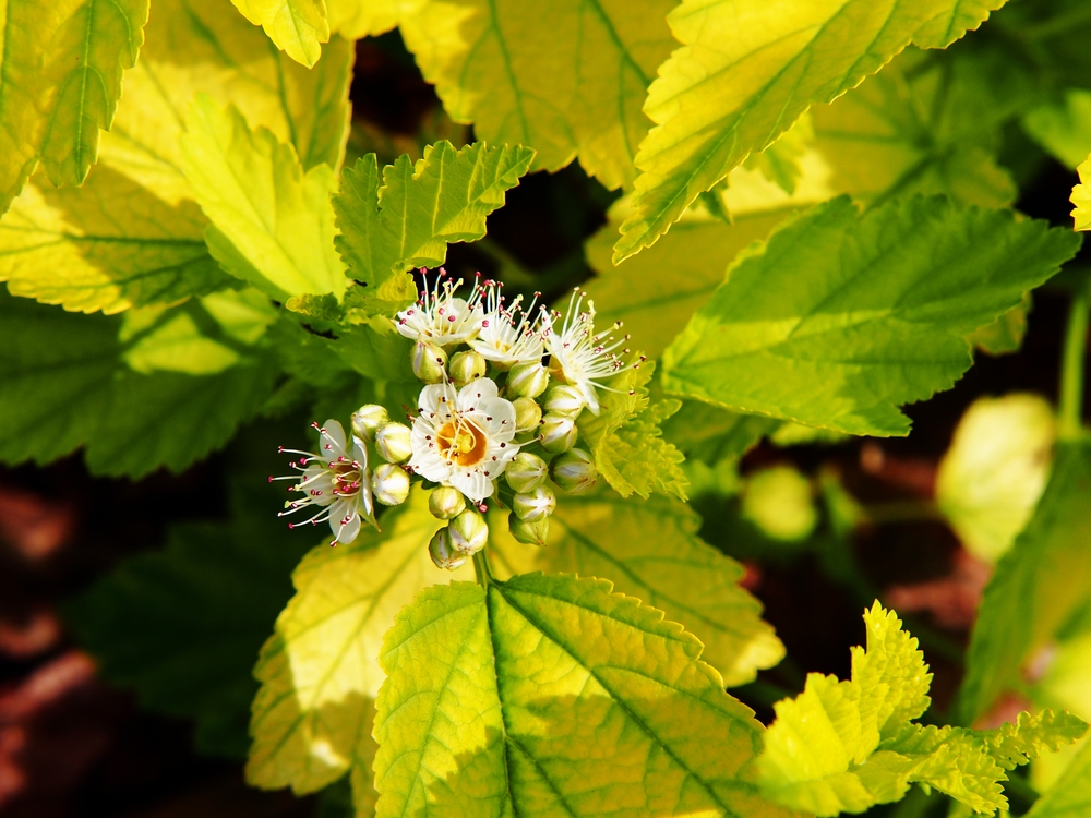 blaasspirea-op-stam-physocarpus-opulifolius-luteus-bestellen-bezorgen