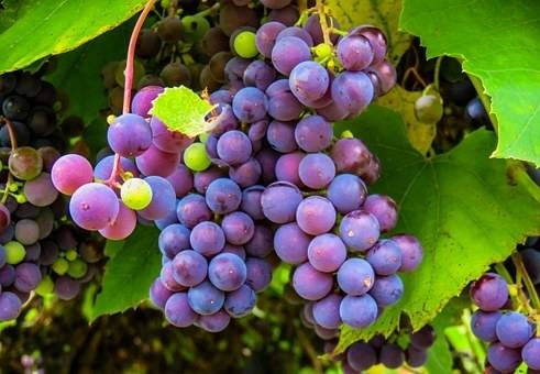 blauwe-druif-vitis-boskoop-glory-bestellen-bezorgen