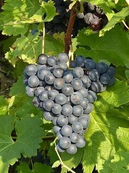 blauwe-druif-vitis-rembrandt-bestellen-bezorgen