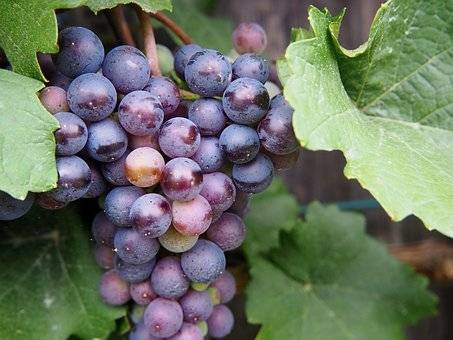 blauwe-druif-vitis-vinifera-frankenthaler-bestellen-bezorgen