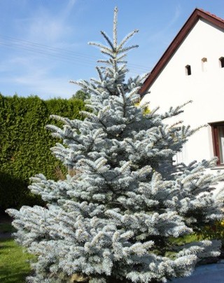 blauwspar-picea-pungens-blue-mountain-bestellen-bezorgen