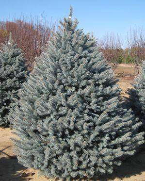 blauwspar-picea-pungens-fat-albert-bestellen-bezorgen