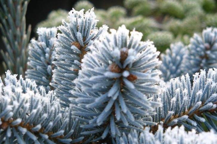 blauwspar-picea-pungens-glauca-bestellen-bezorgen