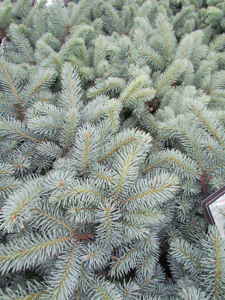 blauwspar-picea-pungens-glauca-globosum-bestellen-bezorgen