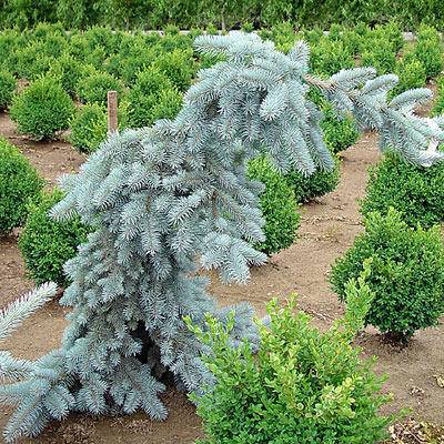 blauwspar-picea-pungens-glauca-pendula-bestellen-bezorgen