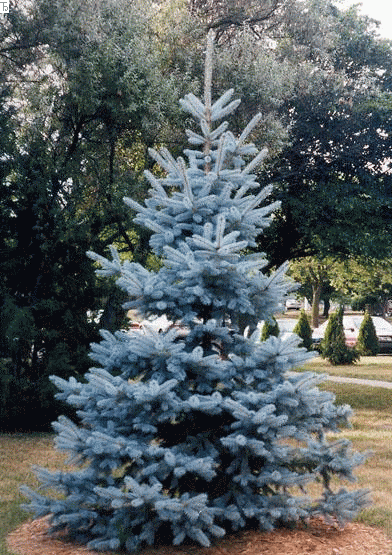 blauwspar-picea-pungens-hoopsii-bestellen-bezorgen