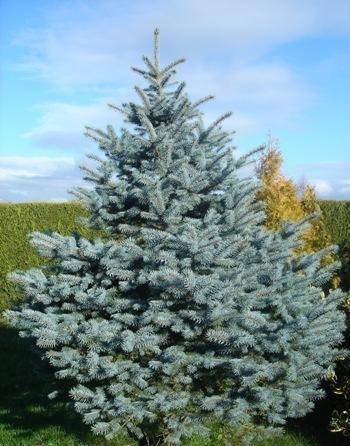 blauwspar-picea-pungens-koster-bestellen-bezorgen