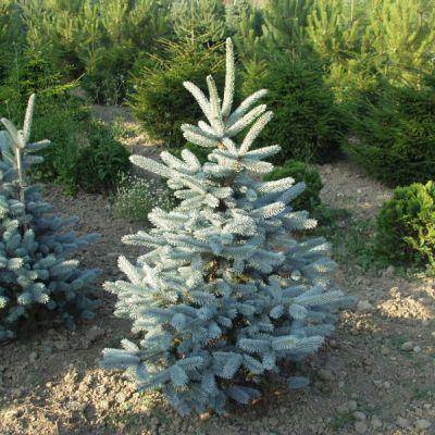 blauwspar-picea-pungens-oldenburg-bestellen-bezorgen