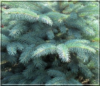 blauwspar-picea-pungens-super-blue-bestellen-bezorgen