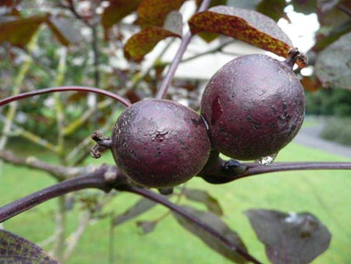 bloedwalnoot-juglans-regia-purpurea-bestellen-bezorgen