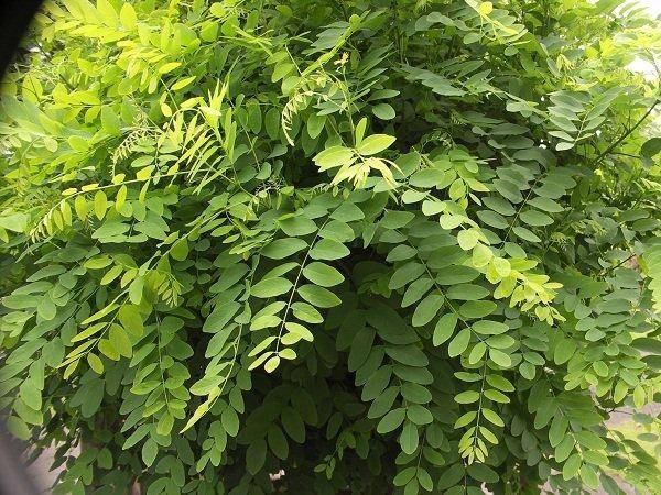 bolacacia-robinia-pseudoacacia-umbraculifera-bestellen-bezorgen