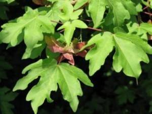 bolesdoorn-op-stam-acer-campestre-nanum-bestellen-bezorgen