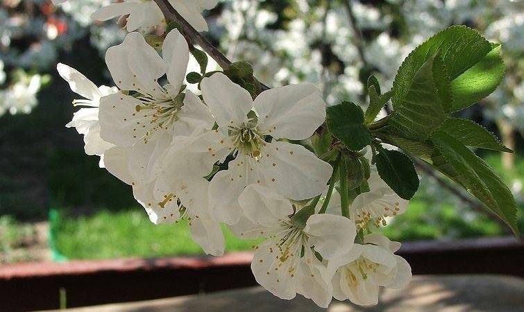 bolprunus-op-stam-prunus-eminens-umbraculifera-bestellen-bezorgen