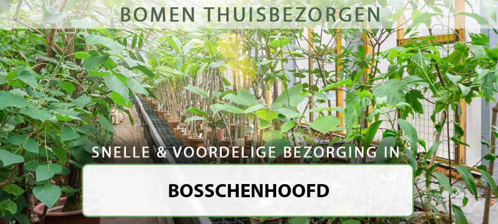 boom-bezorgen-bosschenhoofd