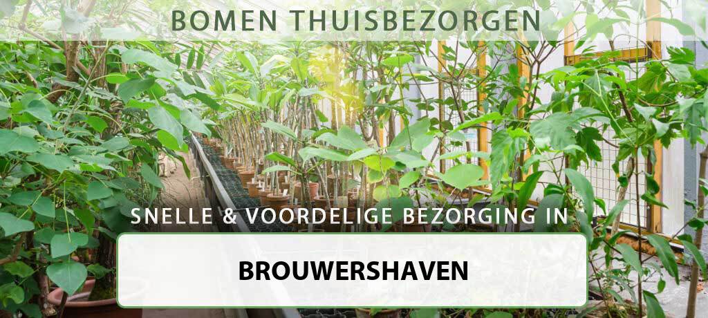 boom-bezorgen-brouwershaven