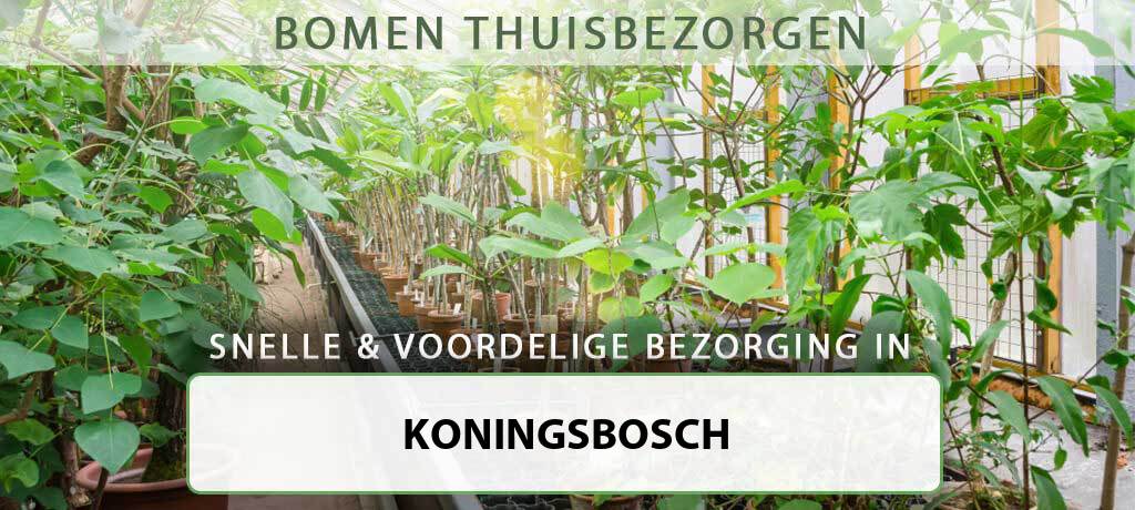 boom-bezorgen-koningsbosch