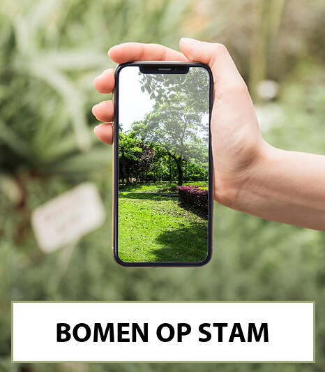 bomen op stam-bestellen-bezorgen