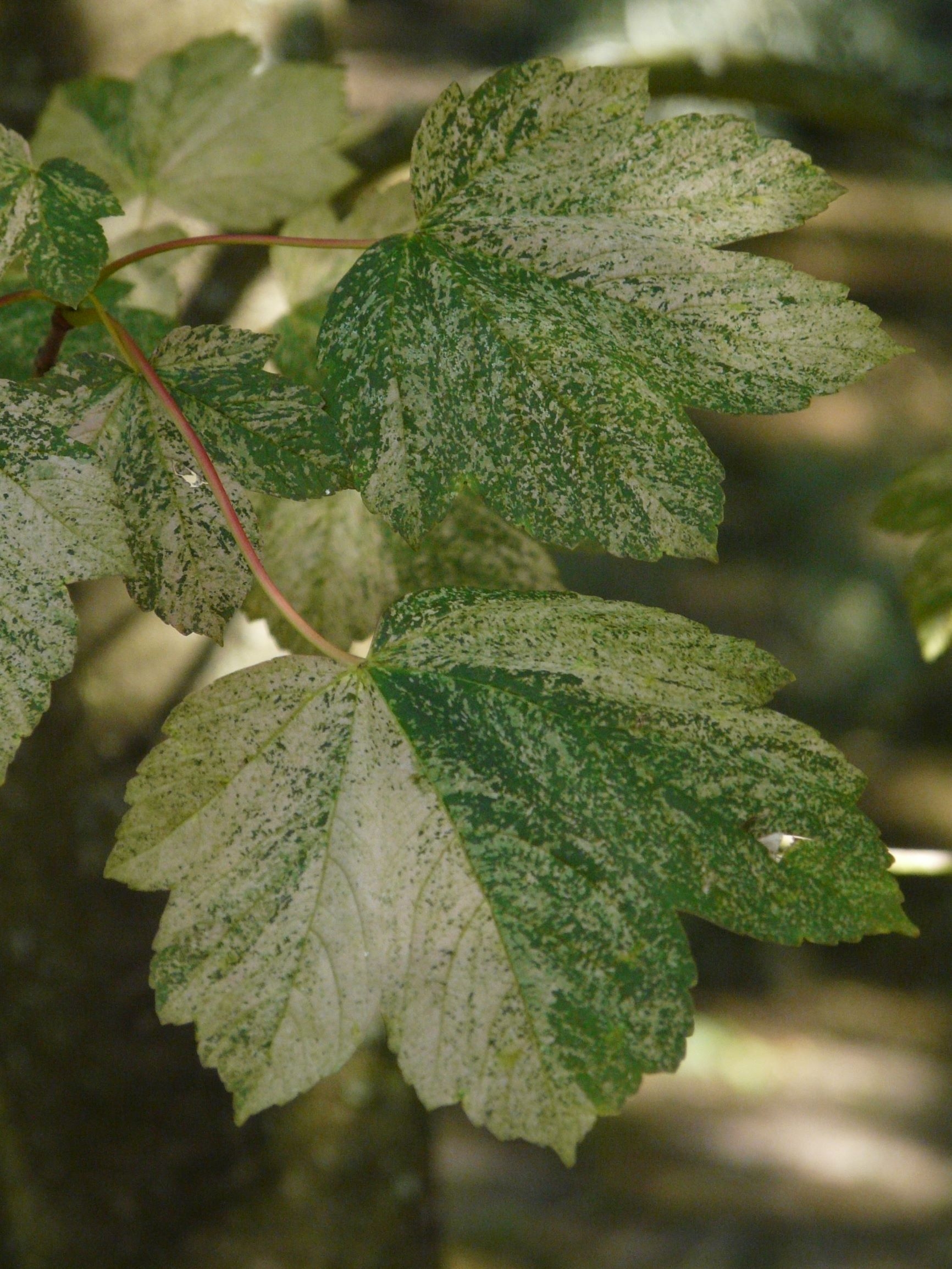 bontbladige-esdoorn-acer-pseudoplatanus-leopoldii-bestellen-bezorgen