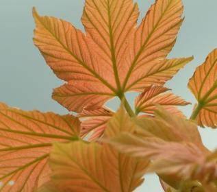 bonte-bolesdoorn-op-stam-acer-pseudoplatanus-brilliantissimum-bestellen-bezorgen