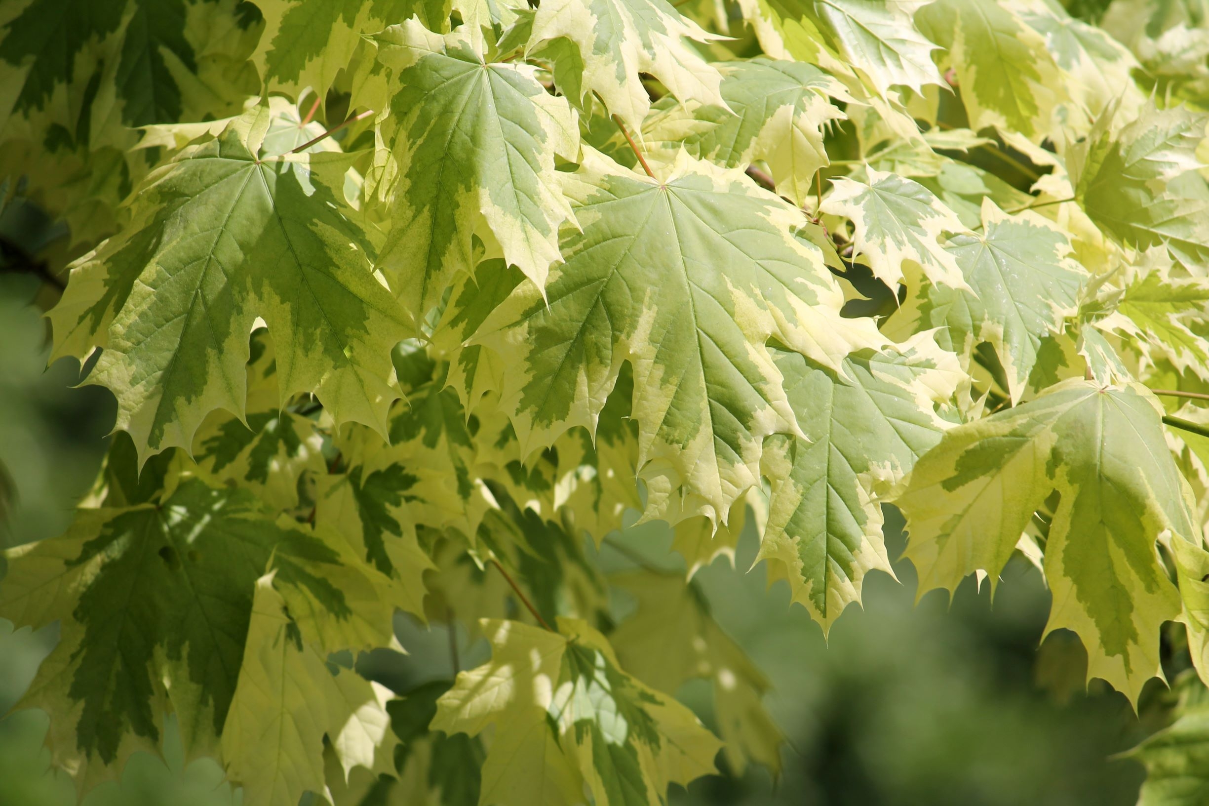 bonte-esdoorn-acer-platanoides-drummondii-bestellen-bezorgen