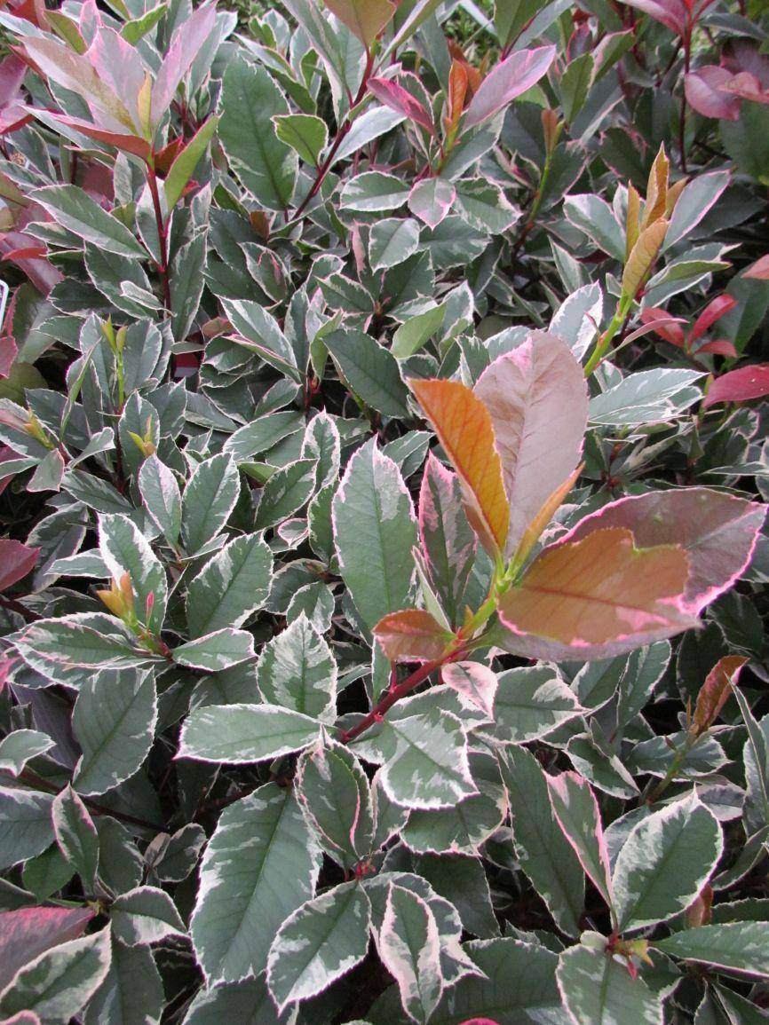 bonte-glansmispel-photinia-x-fraseri-louise-bestellen-bezorgen