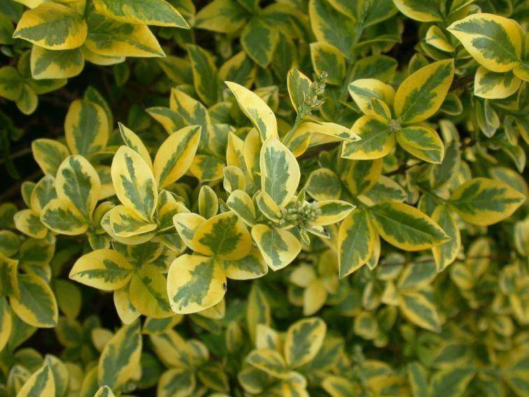 bonte-liguster-ligustrum-ovalifolium-aureum-bestellen-bezorgen