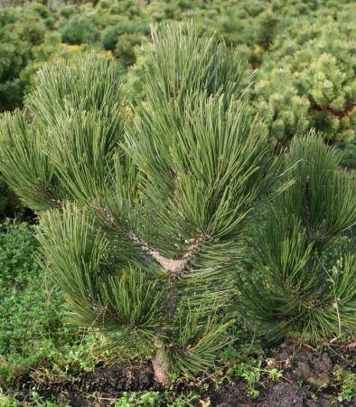 bosnische-den-pinus-heldreichii-den-ouden-bestellen-bezorgen