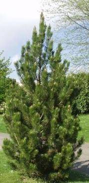 bosnische-den-pinus-heldreichii-satelit-bestellen-bezorgen