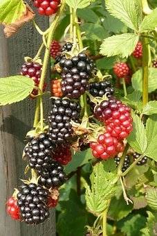 braam-rubus-fruticosus-black-satin-bestellen-bezorgen