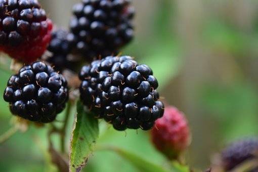 braam-rubus-fruticosus-chester-thornless-bestellen-bezorgen