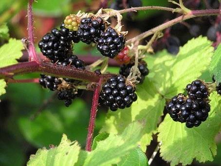 braam-rubus-fruticosus-himalaya-bestellen-bezorgen