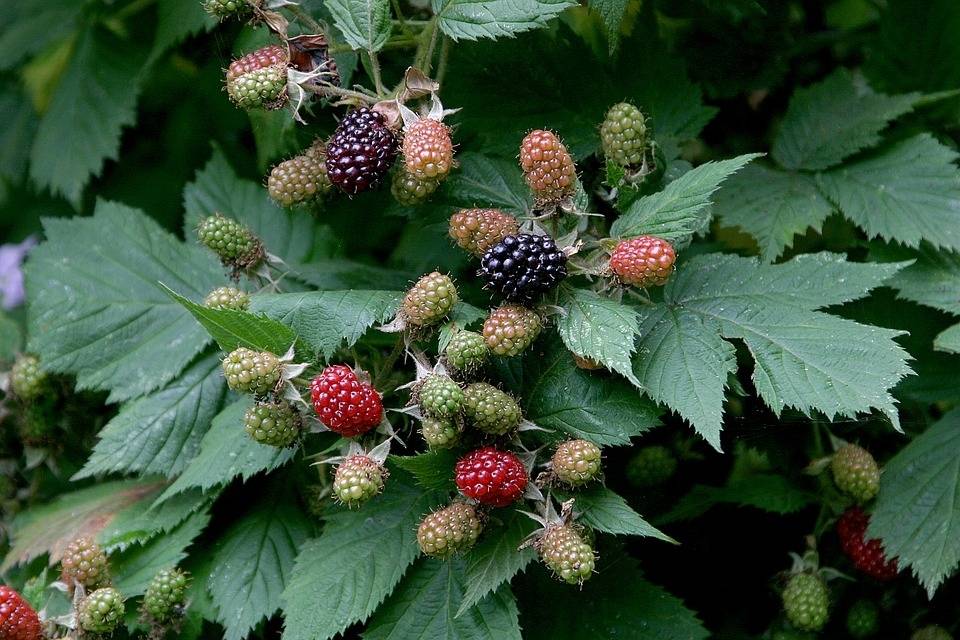 braam-rubus-fruticosus-navaho-bestellen-bezorgen