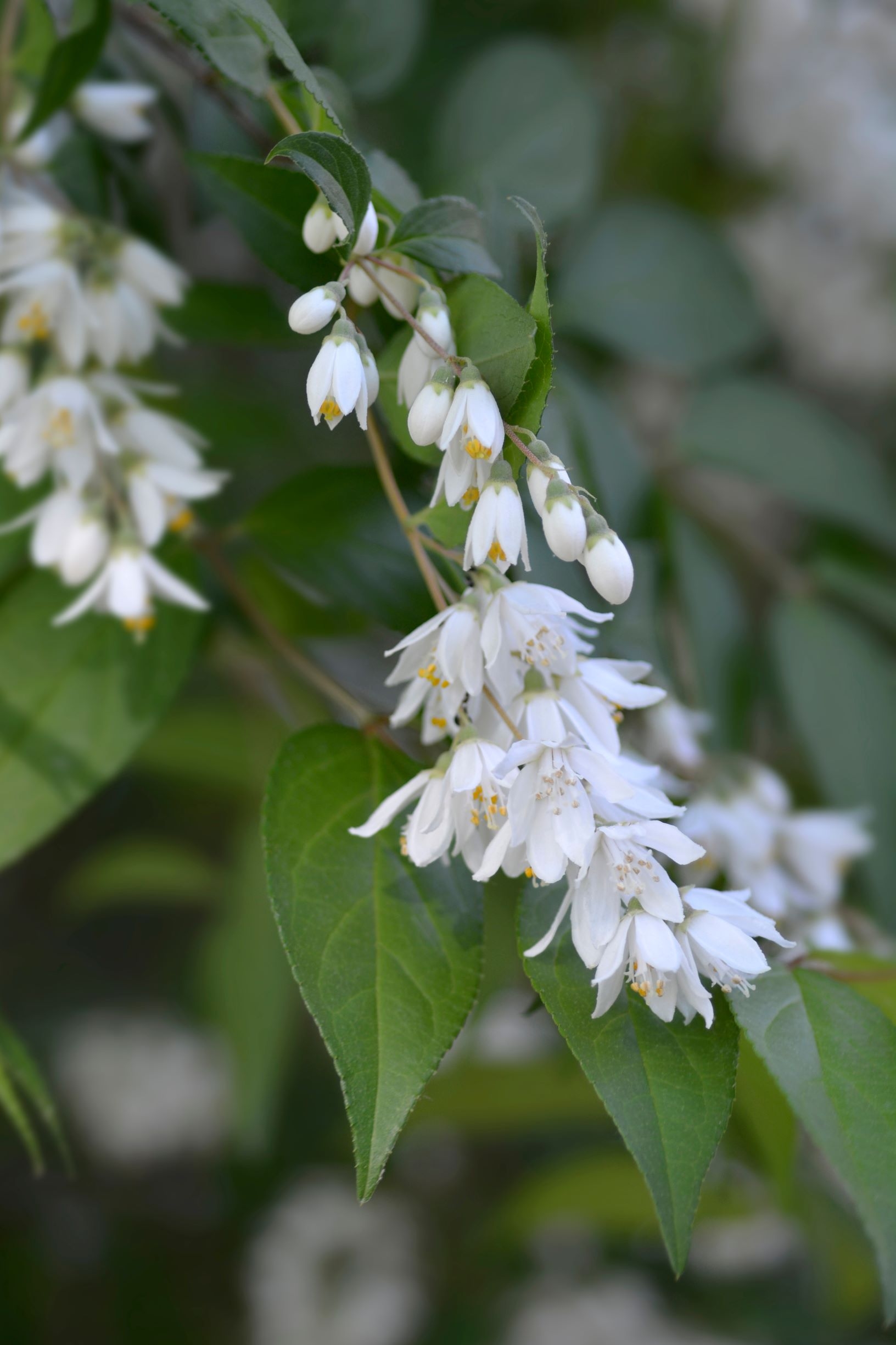 bruidsbloem-op-stam-deutzia-scabra-plena-bestellen-bezorgen