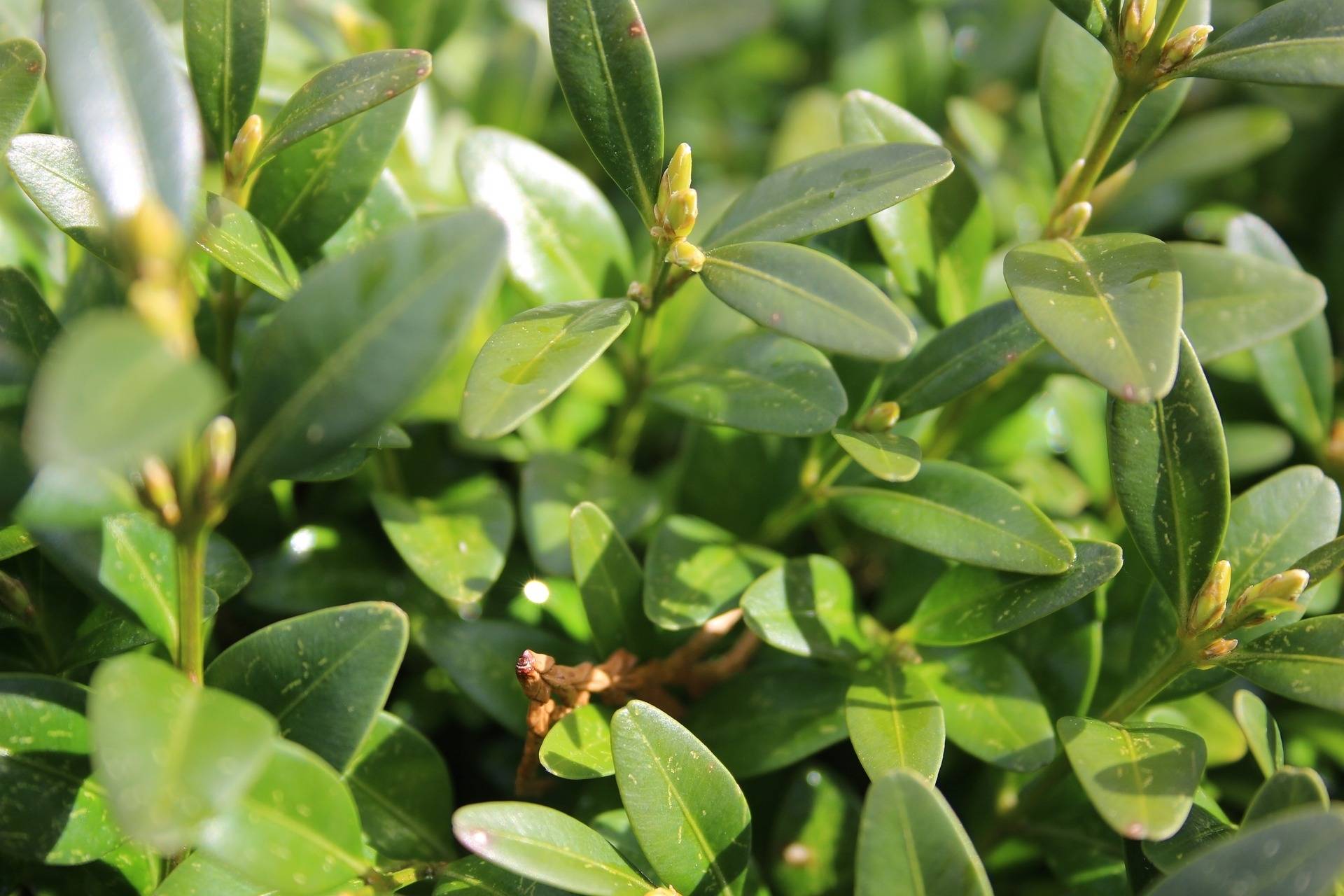 buxus-op-stam-buxus-sempervirens-bestellen-bezorgen