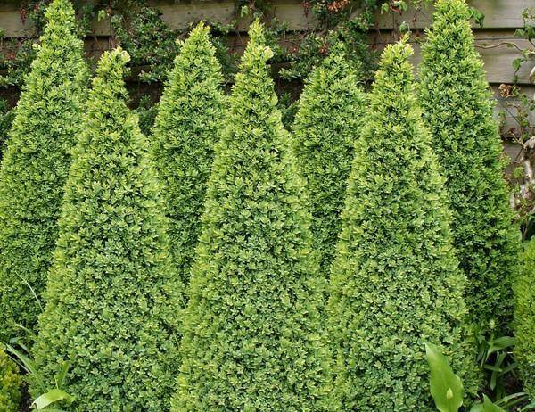 buxus-piramide-buxus-sempervirens-bestellen-bezorgen