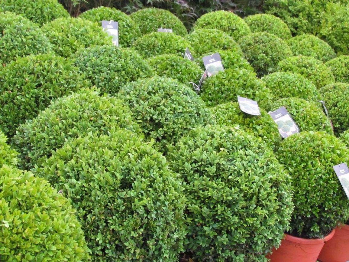 buxusbol-buxus-microphylla-faulkner-bestellen-bezorgen