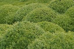 buxusbol-buxus-sempervirens-bestellen-bezorgen