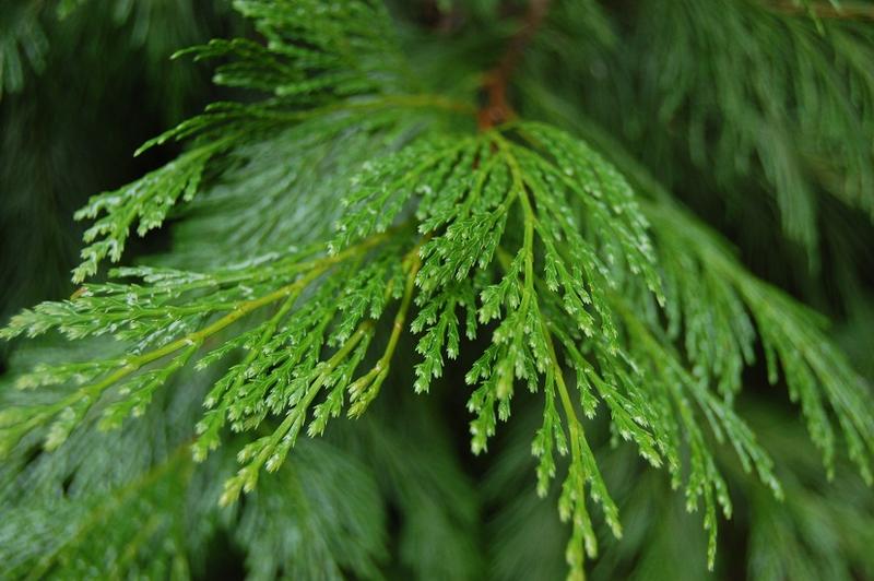 calocedrus-calocedrus-decurrens-bestellen-bezorgen