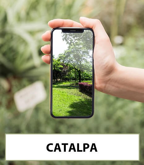 catalpa-bestellen-bezorgen